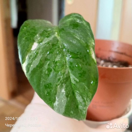 Эпипремнум Вариегантный