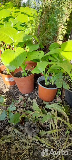 Хоста растение