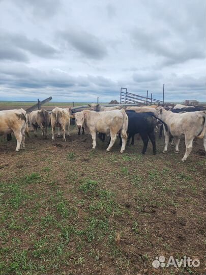 Абердин ангус бычки на племя