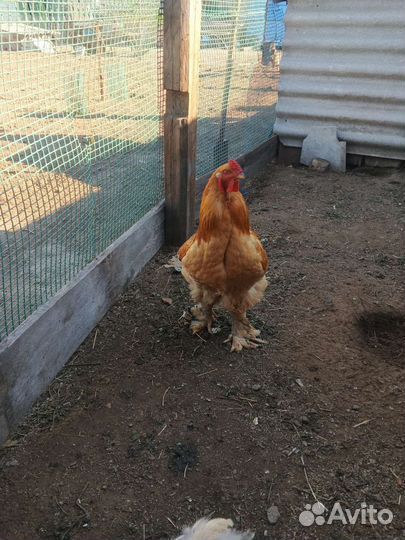 Брама палевая