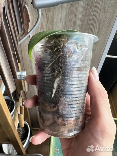 Орхидея ваниль