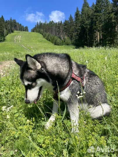 Выгульщик собак