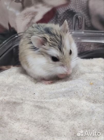 Хомяк Роборовского