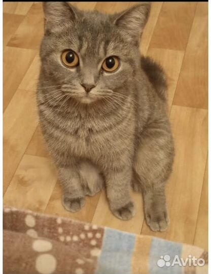 Отдам кошку