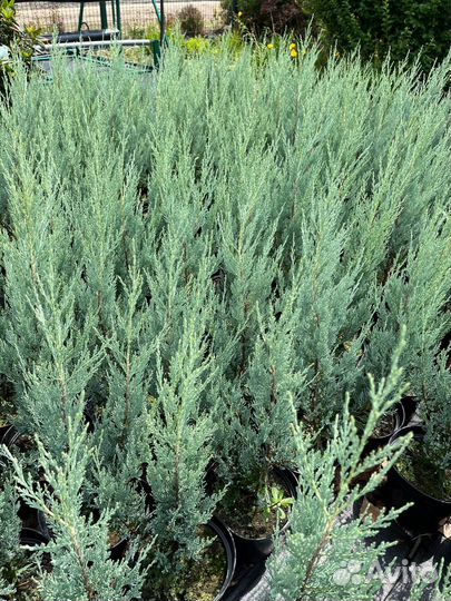 Можжевельник Мунглоу, С3 Н50-70