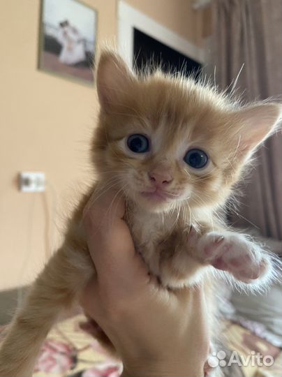 Отдам в добрые руки. Котенок. Девочка