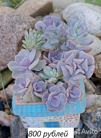Суккуленты композиция
