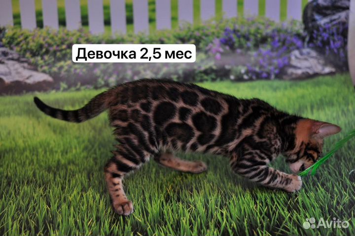 Бенгальские котята