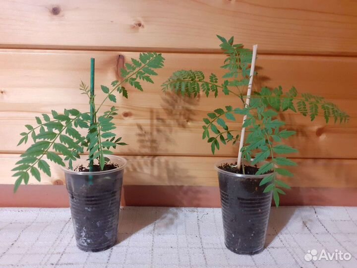 Комнатные растения