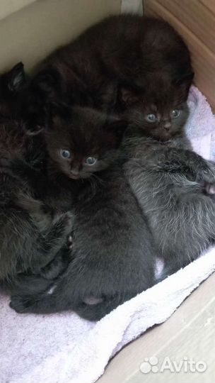 Котята Бомбейской породы