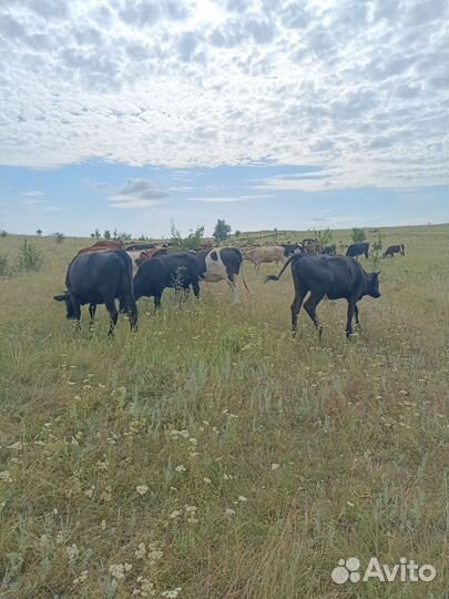 Продам тёлак