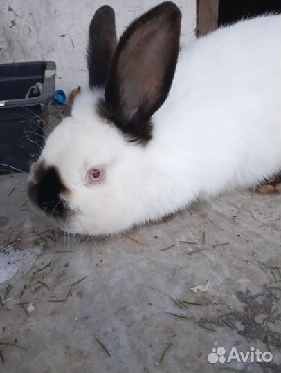 Кролик самка калифорнийской породы