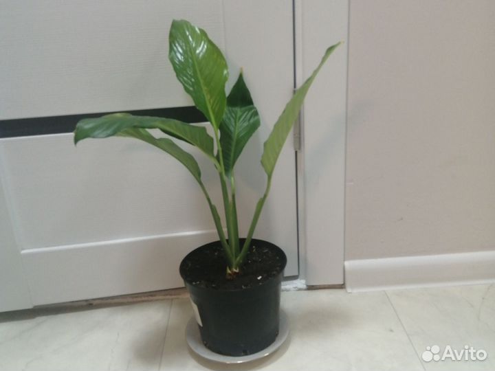Спатифиллум продаю цветок на фото