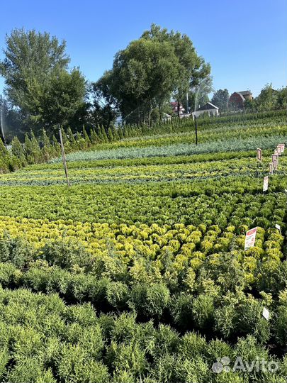 Редкие растения для сада