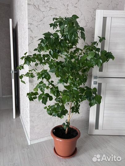 Гибискус китайская роза