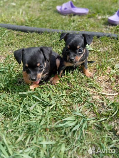 Кроличья такса