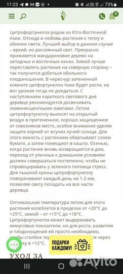 Цитрофортунелла