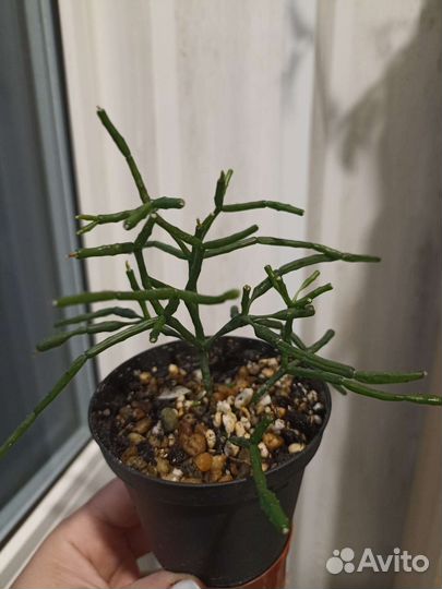 Хатиора (Рипсалис)