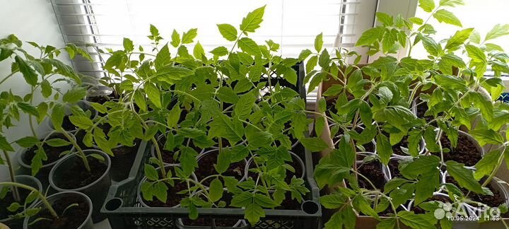 Рассада помидор и перца сладкого /Привезу