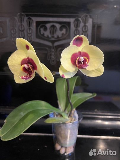 Орхидея фаленопсис I-Hsin Pudding Puppy