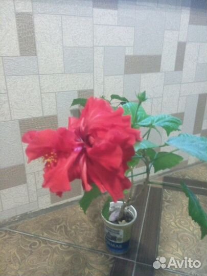 Гибискусы разные