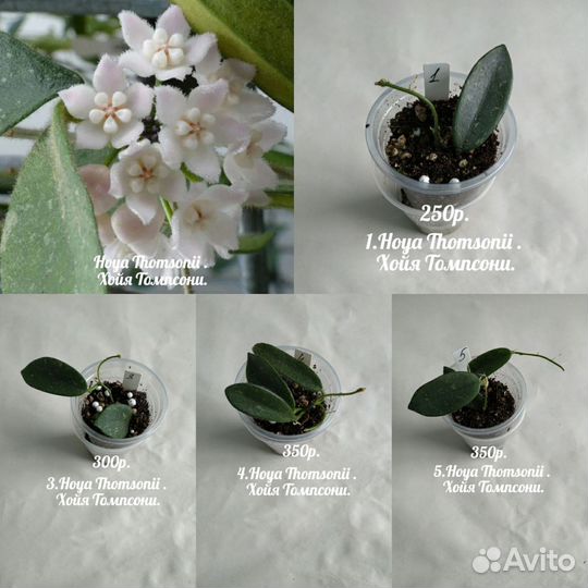 Хойя. Хойи. N8. Укоренённые в 100гр. стаканчиках