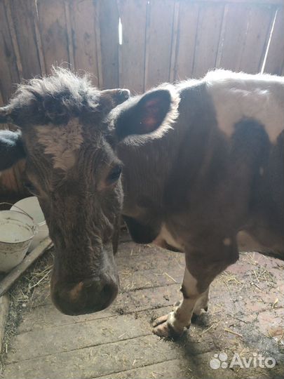 Продам корову на мясо