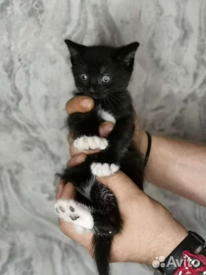 Котёнок метис в самые добрые руки