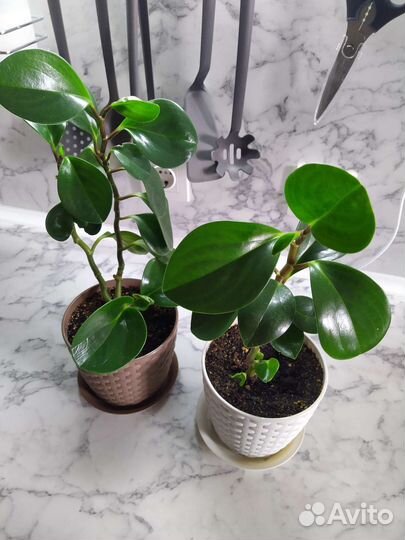 Пеперомия туполистная в горшке