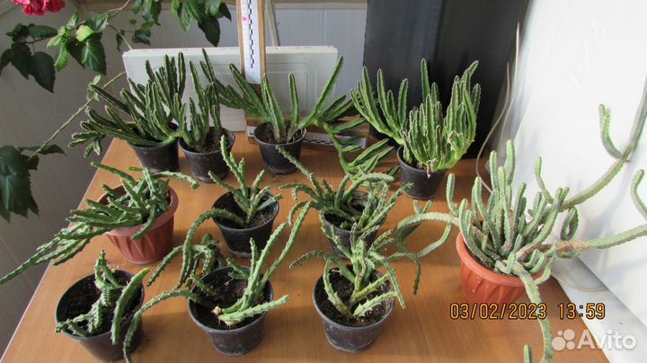 Стапелия Желтая, Красная, Эпифиллум Апрель