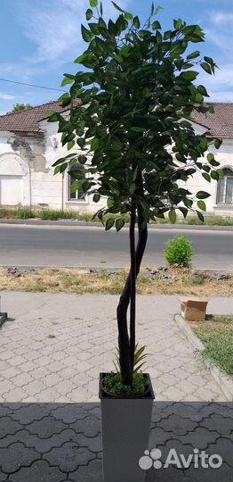 Фикус искусственный