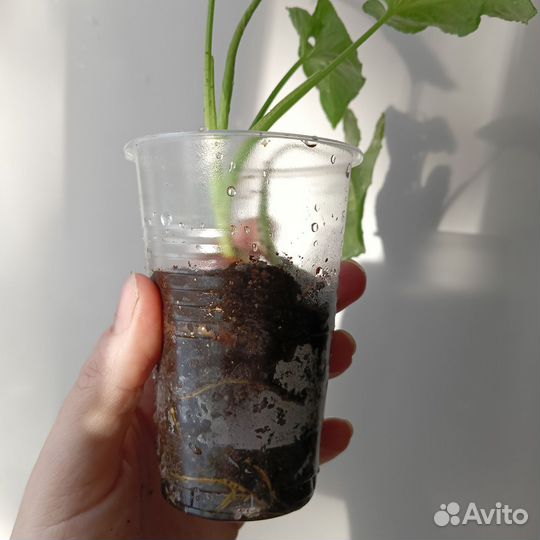 Сингониум Вендланда