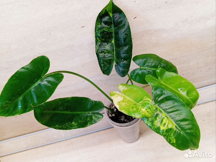 Филодендрон Бурле Макс вар