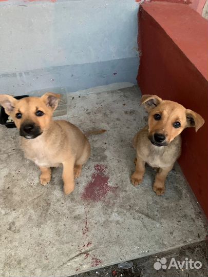Щенки