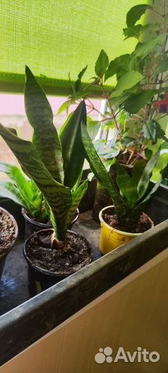 Сансивиерия