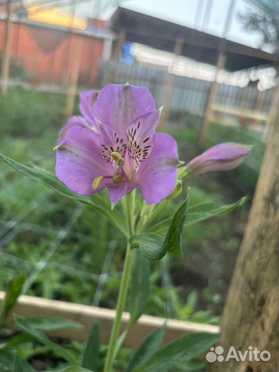 Корни Альстрёмерии