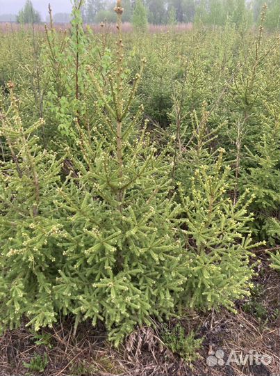 Саженцы, сосны, саженцы ели, сосны