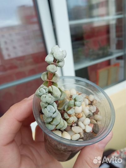 Суккуленты крассула