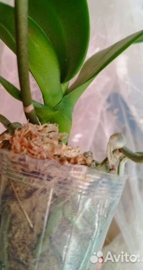 Орхидея Phal. В наличии.Mei dar Princе King