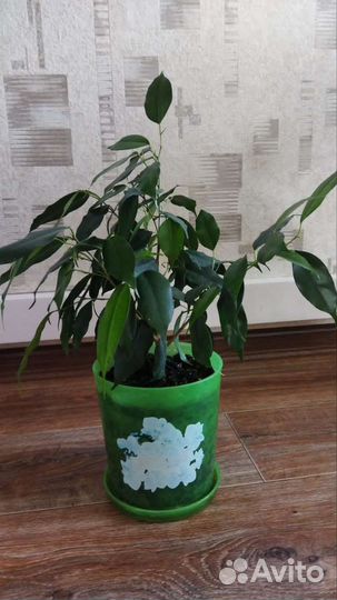 Спатифиллум,фикус
