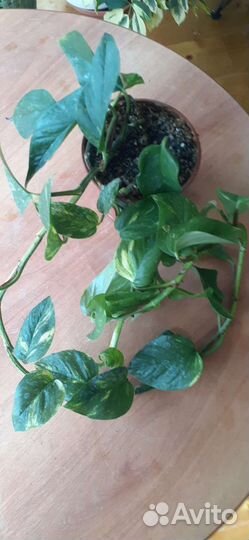 Сциндапсус золотистый