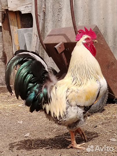 Петухи