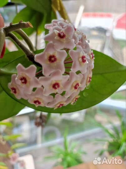 Хойя карноза, укорененные черенки