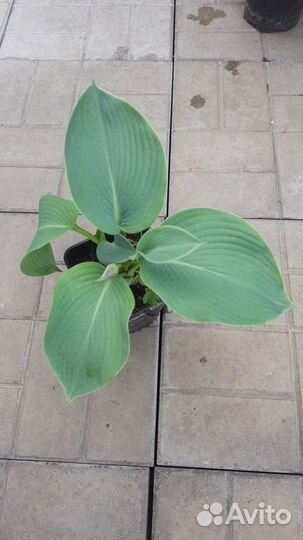 Хоста (коллекционные и редкие сорта)