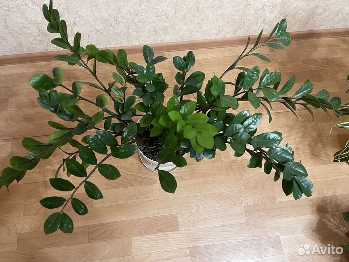 Замиокулькас