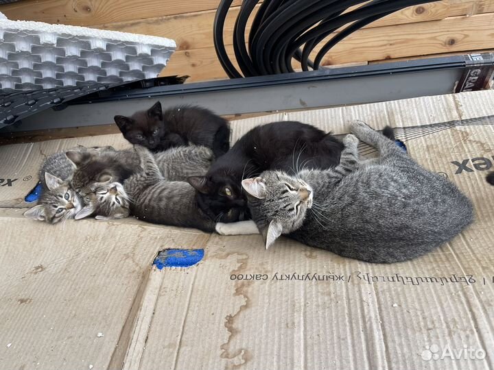 Котята в добрые руки
