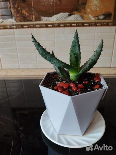 Комнатные цветы алоэ