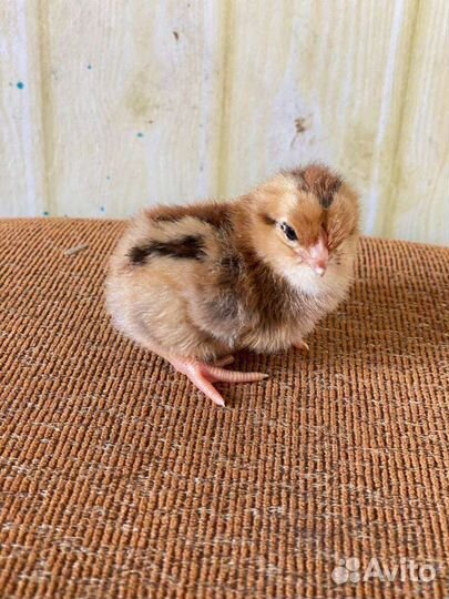 Цыплята суточные домашние