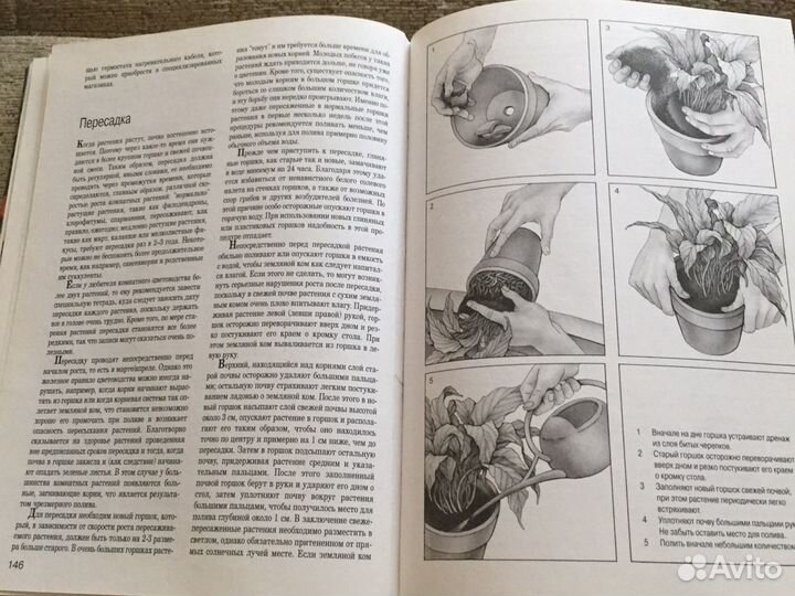 Мини- энциклопедия комнатные растения
