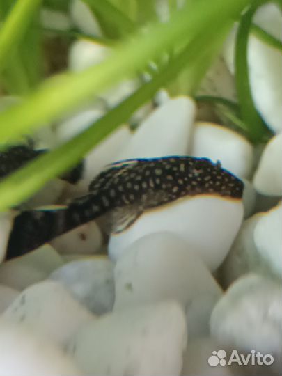 Сомики анциструсы